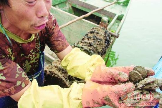 捧着死扇贝，渔民老黄很难过。 鞠平 摄